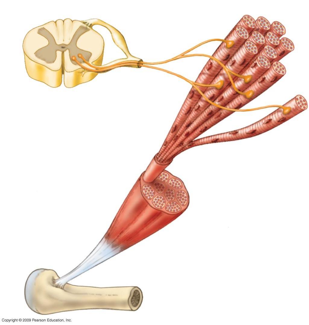 Spinal cord Motor unit 1 Motor unit 2 Nerve Motor neuron cell body Motor