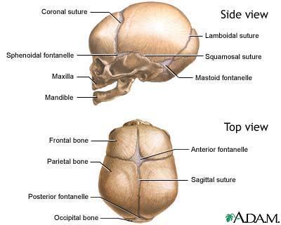 Coronal Suture Articulation between the parietal bones and the frontal bone.
