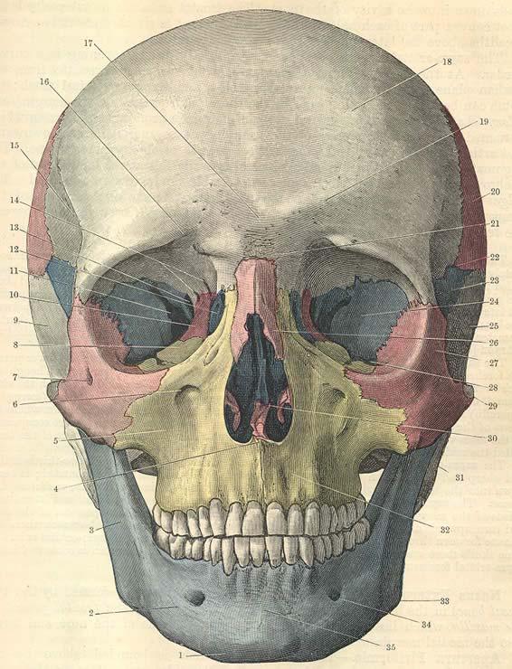 Frontal View. Legend: 1- Mental tubercle. 2- Body of mandible. 3- Ramus of mandible. 4- Anterior nasal spine. 5- Canine fossa. 6- Infra-orbital foramen. 7- Zygomatic-facial foramen.