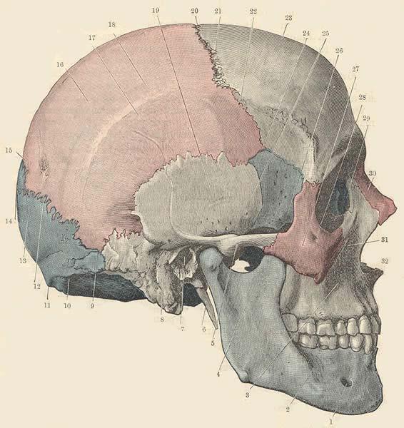 Lateral View. Legend: 1- Mental foramen. 2- Body of the mandible. 3- Maxilla. 4- Ramus of the mandible. 5- Zygomatic arch. 6- Styloid process. 7- External acoustic meatus. 8- Mastoid process.