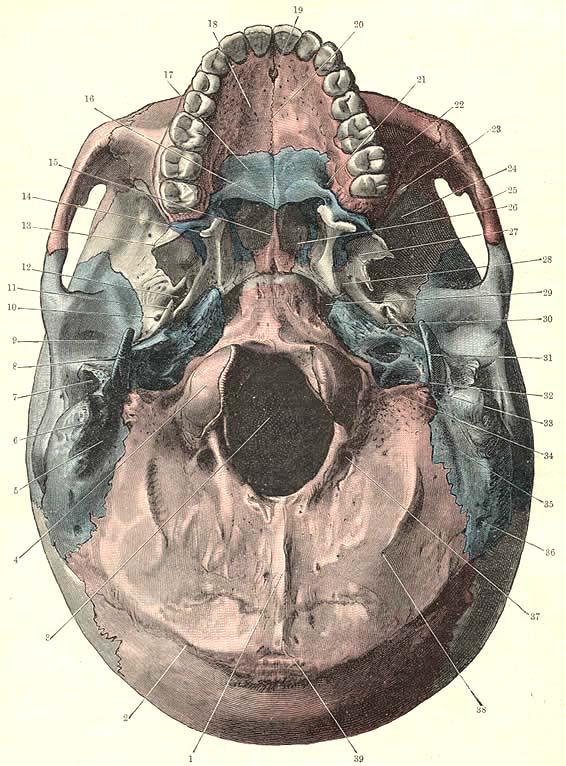 Basal View of the lower surface of the cranium (mandible is removed). Legend: 1- External Occipital Crest. 2- Superior nuchal line of the occipital bone. 3- Foramen magnum. 4- Occipital condyle.