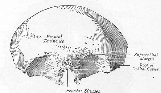 Frontal Bone, Frontal view, showing