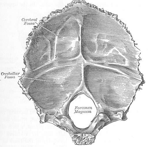 Occipital Bone from the inside.