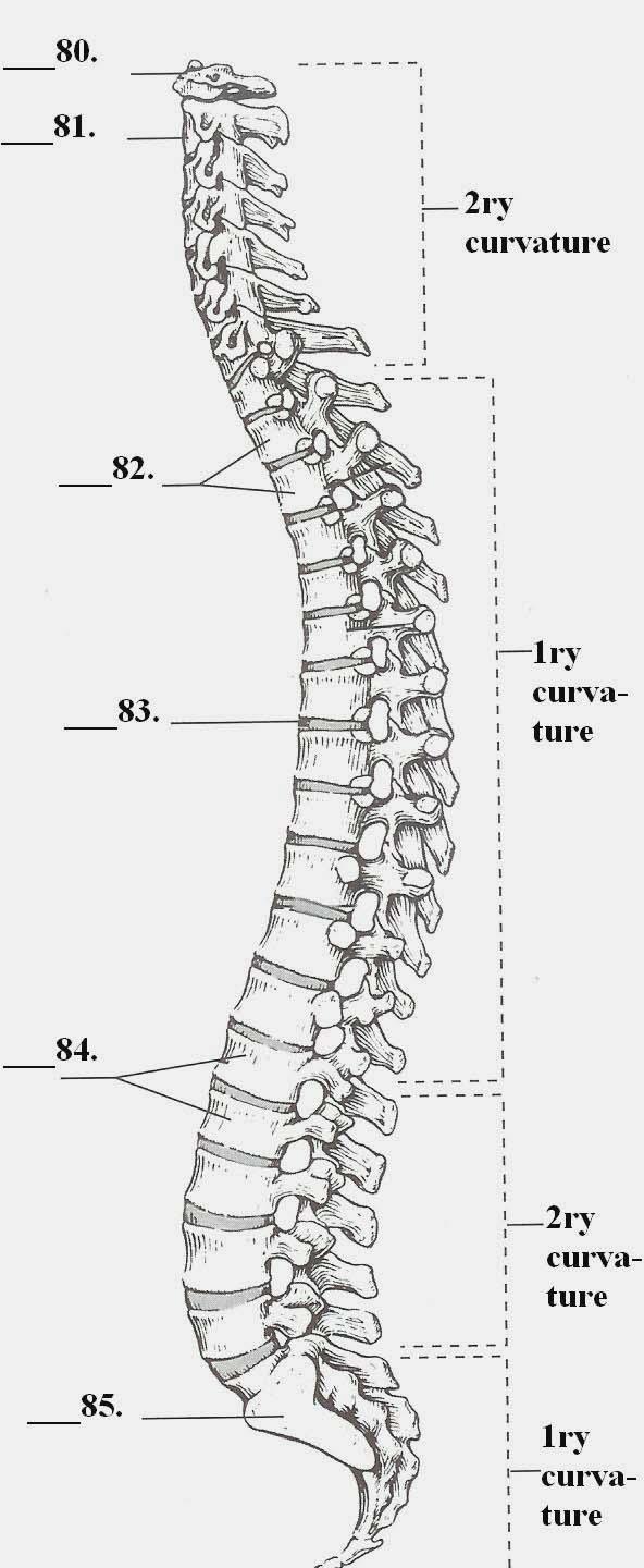 71. The following statements are true of a herniated disc 72. The following statements are true of the spinal curvatures A. is a ruptured intervertebral disc A.