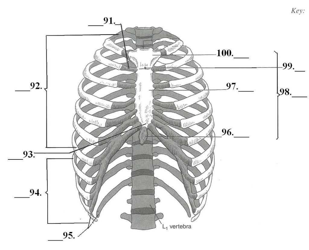 THE BONY THORAX MULTIPLE CHOICE 86. The major components of the thorax excluding the 88. The scientific name for true ribs is: vertebral column are the: A. vertebral ribs A. ribs B.
