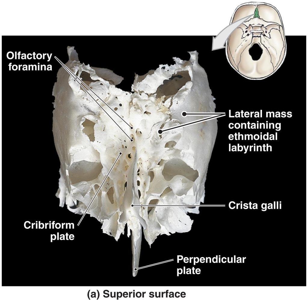 Foramina of the Ethmoid Olfactory foramina