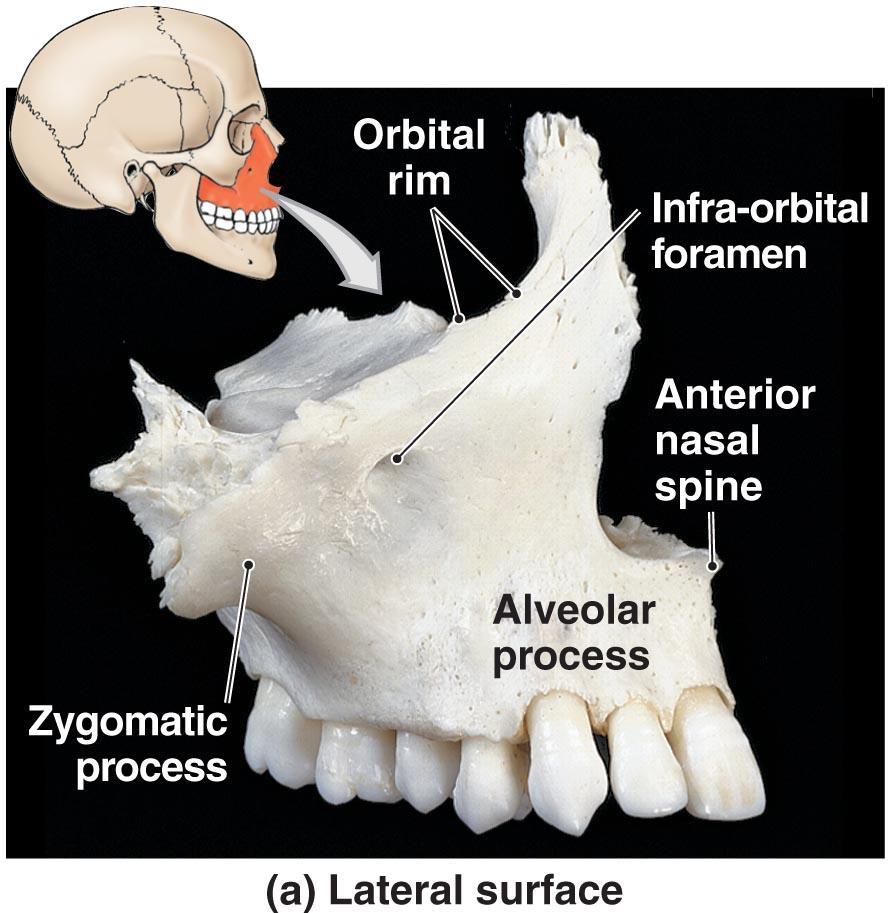 The maxilla holds the upper teeth, but it also composes much of