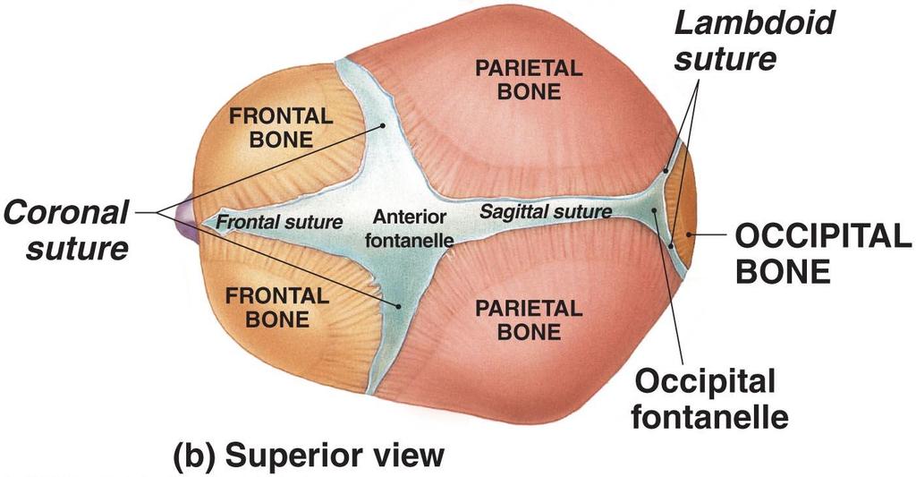 Fontanel (fountain or spring) Are areas of fibrous connective tissue (soft spots pulse can be felt,