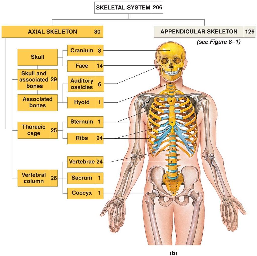 The axial skeleton forms