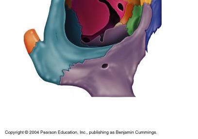 These are the frontal, the sphenoid, the zygomatic, the