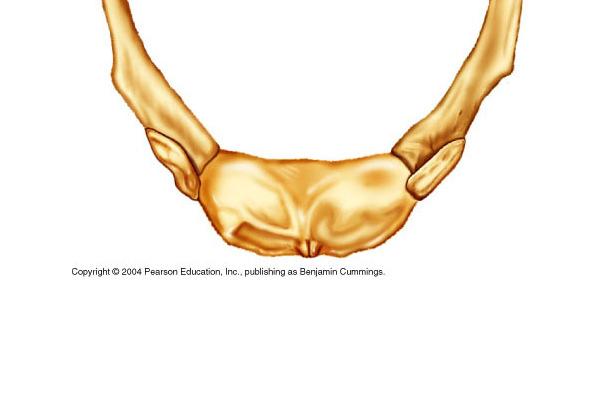 The Hyoid Bone The hyoid is located in the throat superior to the larynx.