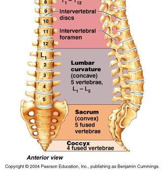 vertebrae, 5 lumbar vertebrae, 5 sacral