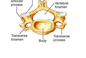 The Cervical Vertebra The vertebral foramen is triangular in C 3 C 7.