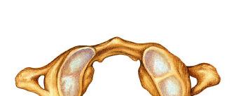 The Atlas The first cervical vertebra (C 1 ) is