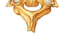 The Axis The second cervical vertebra (C 2 ) is called the axis.