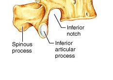 The Lumbar Vertebrae The primary diagnostic feature of the lumbar vertebrae is that