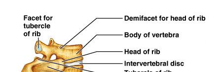 The Ribs A typical rib has a head, an neck, a tubercle, an
