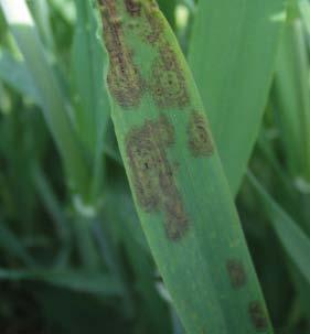 44 PHYSIOLOGICAL LEAF SPOTS Physiological leaf spots in response to disease attack For several years, plant breeders have used effective resistance genes known as mlo genes to breed varieties with