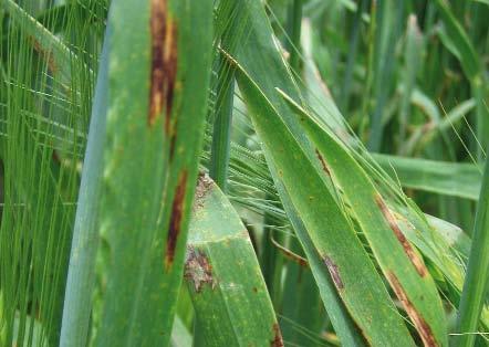 50 FUNGAL DISEASES CAUSING SYMPTOMS SIMILAR TO RAMULARIA LEAF SPOTS Fungal diseases causing symptoms similar to ramularia leaf spots Net blotch (Pyrenophora teres) and spot form of net blotch