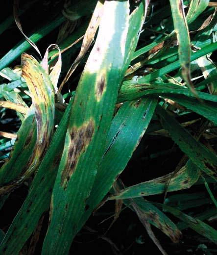 54 FUNGAL DISEASES CAUSING SYMPTOMS SIMILAR TO RAMULARIA LEAF SPOTS Septoria nodorum Septoria nodorum produces oval shaped brown lesions on a leaf surrounded by a yellow halo.