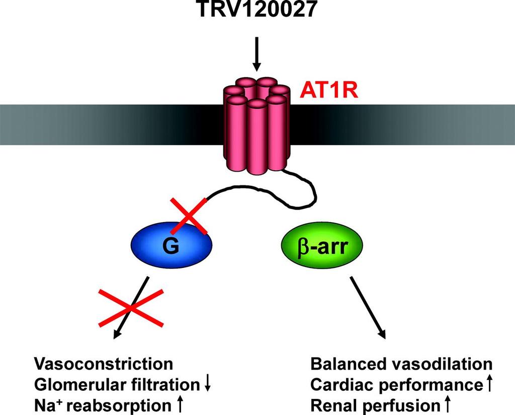 TRV (120)027: a biased angiotensin II type 1 receptor