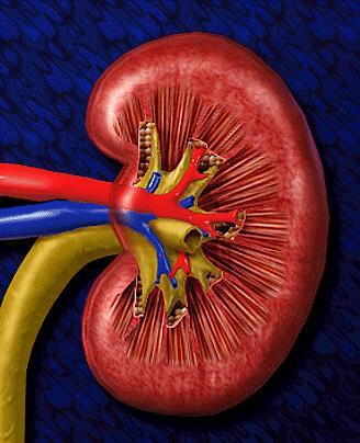 performance Impaired Renal Function Cardiac output Renal perfusion & and renal hypoxia