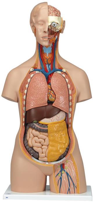 Step 8. Looking over the gross endocrine organs you'll be seeing in lab.