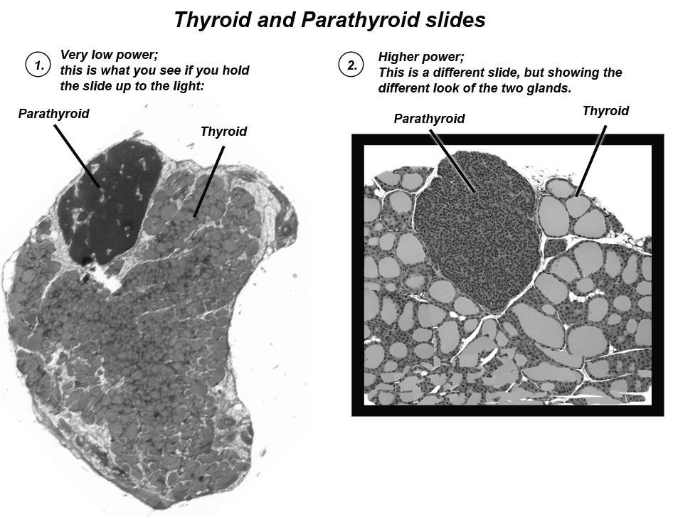 Step Study the Thyroid ND Parathyroid Glands Together!