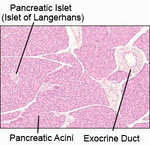 t low or medium power: The dark staining cells of the pancreas are exocrine and arranged in acini (sac like glands with ducts). These cells produce enzymes for the digestive system.