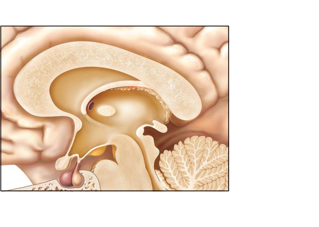 divisions Pars distalis, pars intermedia, and pars tuberalis Neurohypophysis (posterior lobe) has two major divisions Pars nervosa and infundibular The Pituitary Gland (a) Optic chiasma Median