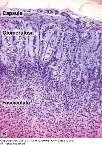 Zona glomerulosa Columnar or pyramidal cells are arranged in
