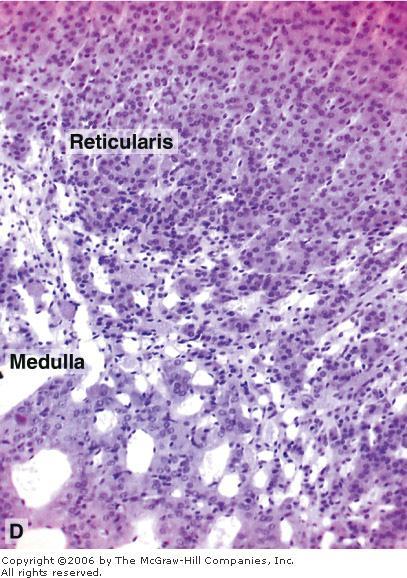 Adrenal Medulla The adrenal medulla is composed of polyhedral cells arranged in cords or clumps and supported by a reticular