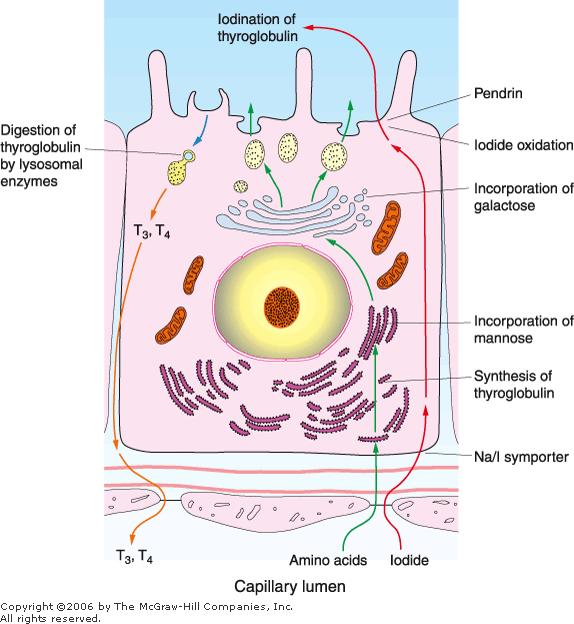 Thyroid follicular cell Characteristics of a cell that