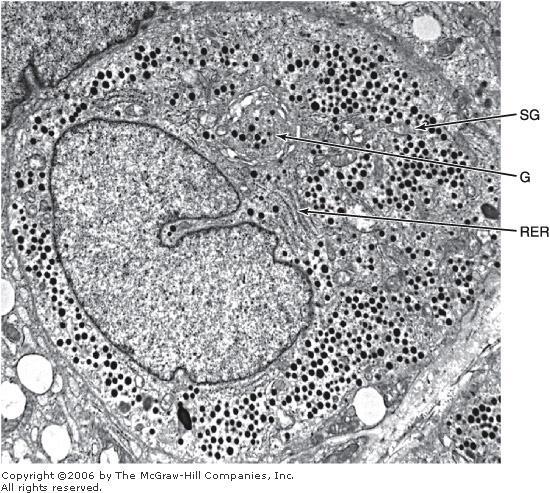 Parafollicular, or C, cell The most striking feature of these cells is their numerous small
