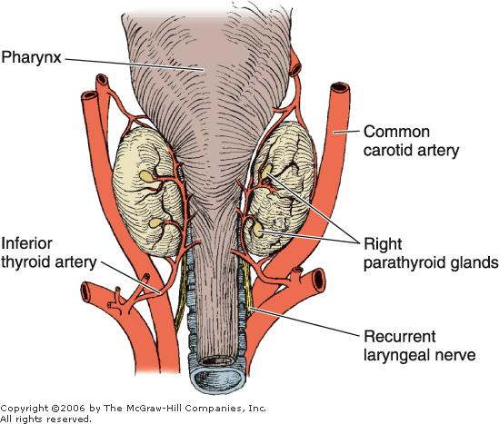 Parathyroid Glands The parathyroids are four small glands 3 x 6 mm with a total weight of about 0.4 g.