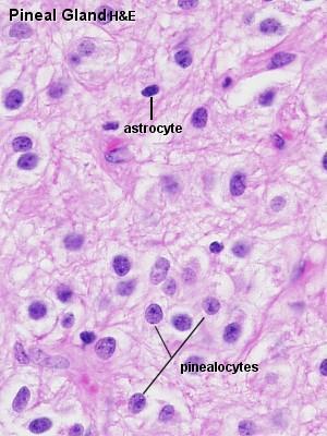 Astrocytes A specific type of cell characterized by elongated nuclei that stain more heavily than do those of parenchymal cells.