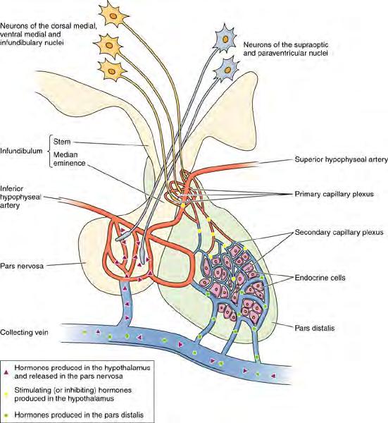 The pituitary gland vascularization Hypothalamo-hypophyseal portal system 1.