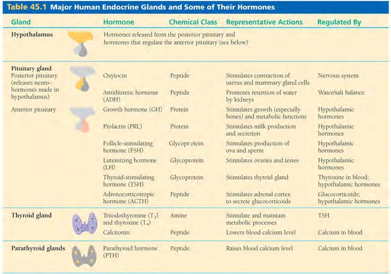 Major human endocrine glands and some of their hormones