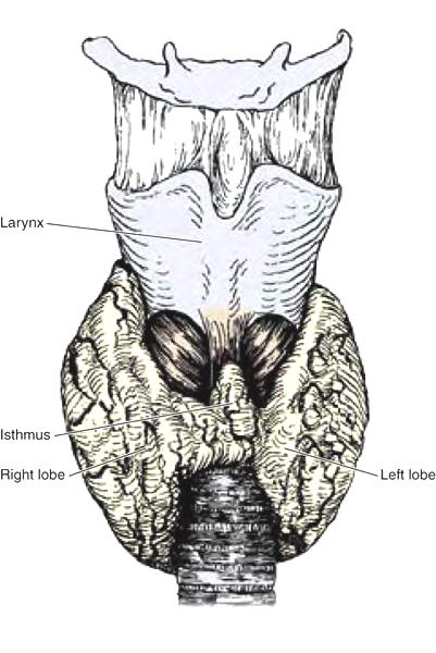 Thyroid 1. anterior to larynx 2. two lobes connected by isthmus 3. well vascularized Follicle cells 1. squamous to columnar epithelium a. squamous = inactive b. columnar = active 2.