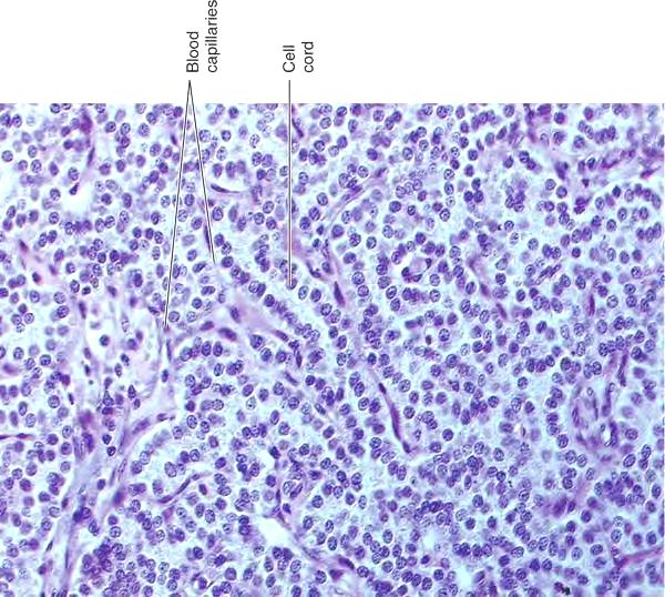 Parathyroid glands Parenchyma chief cells a.