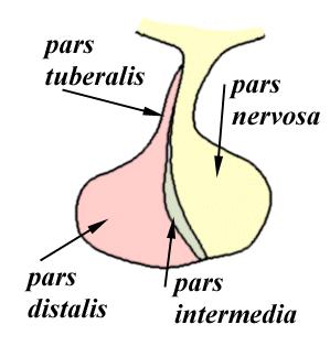Pituitary Gland Two functional units - Adenohypophysis - Pars tuberalis -