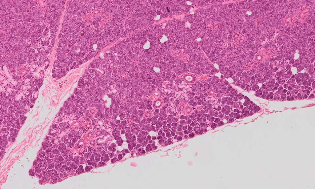 Lobes and Parenchyma Mucous secretory end-pieces Connective tissue septa Serous secretory end-pieces