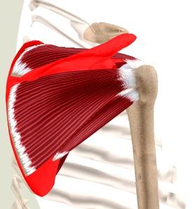 The Shoulder Joint Rotator Cuff Tear Shoulder is a "ball-and-socket" joint.