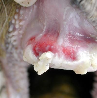 FMD may present as sudden and severe lameness in sheep.