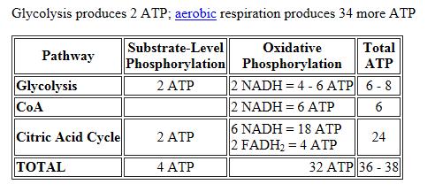 Summary 1 mle f glucse = 2 pyruvate (2 ATP) + 2NADH (4-6 ATPs) = 6-8 ATPs 6-8 ATPs + Krebs cycle (30 ATPs) = 36-38 ATPs The means that ne mle f glucse generates apprx.