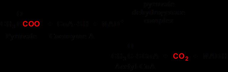 5 Pyruvate to Acetyl-CoA.