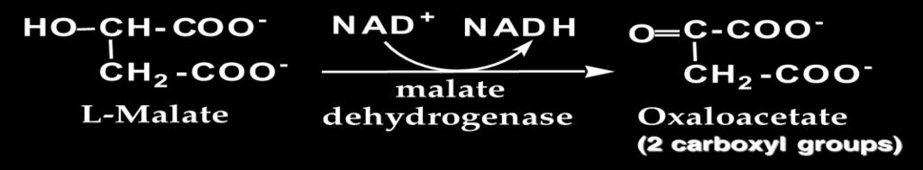 Step 7: hydration of fumarate Step 8: oxidation of malate