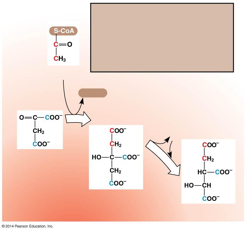 citrate back to oxaloacetate, making the process a The and FADH produced by the relay electrons extracted from food to the electron transport chain Figure 7.UN08 Figure 7.