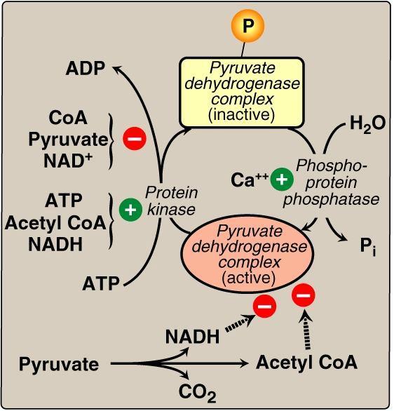 Increasing the NADH/NAD +, acetyl coa/coa, or ATP/ADP ratio promots phosphorylation. Promot the kinase activity phsphorylation will occur the complex is switched off the reaction will be stopped.