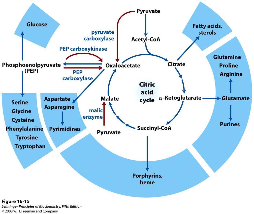 The Citric acid cycle functions as an